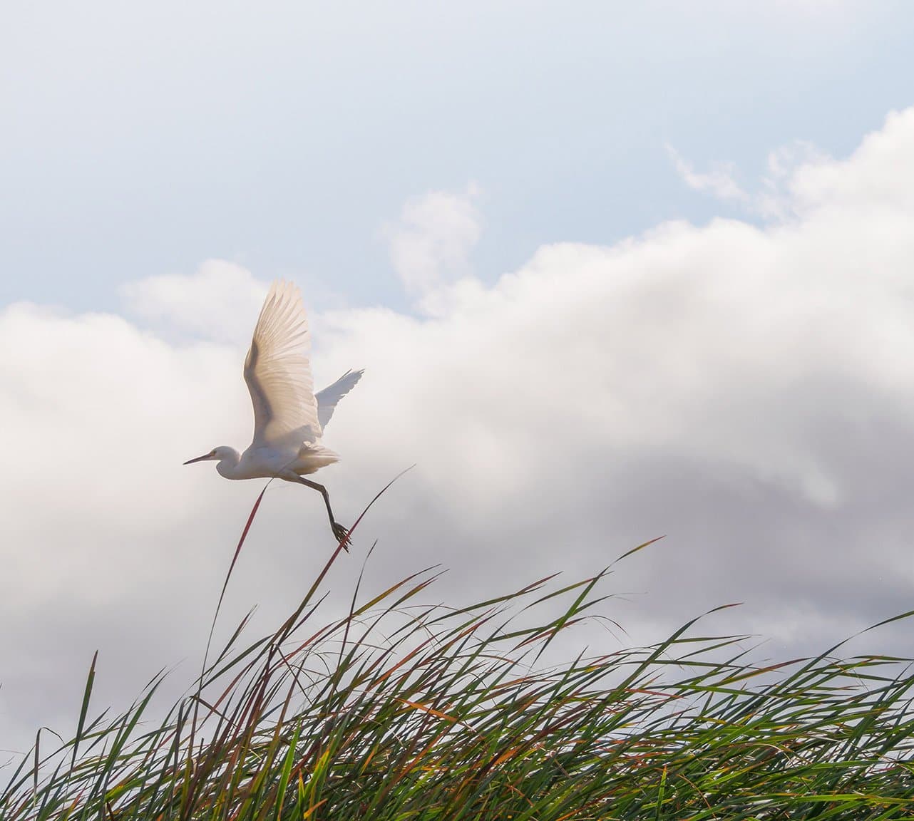 Egret taking off over wetland plants